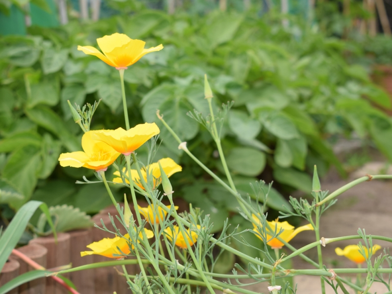 Nightingale Community Gardens